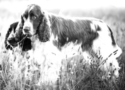 Szary + Sepia