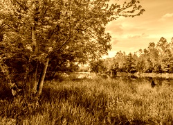 Sepia