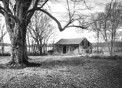 Szary + Sepia