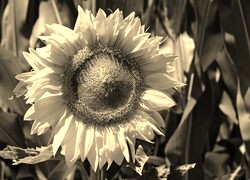 Szary + Sepia
