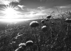 Szary + Sepia