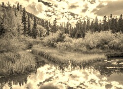 Szary + Sepia