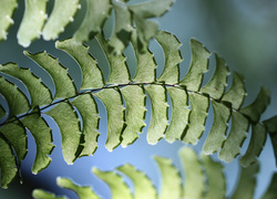 Oryginalny obrazek
