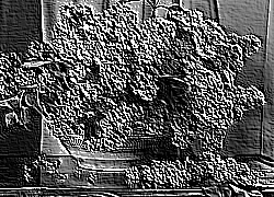 Skamielina