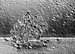 Skamielina
