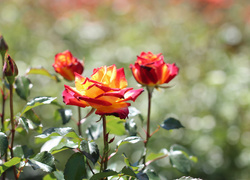 Oryginalny obrazek