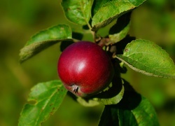 Oryginalny obrazek