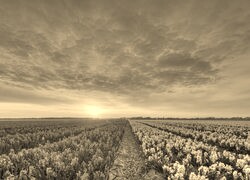 Szary + Sepia