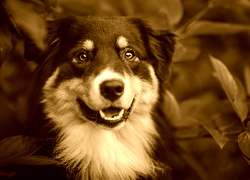 Sepia