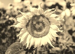 Szary + Sepia