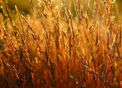 Oryginalny obrazek
