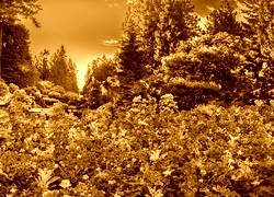 Sepia