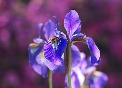 Oryginalny obrazek