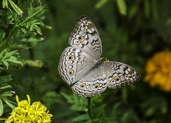 Oryginalny obrazek