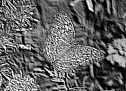 Skamielina
