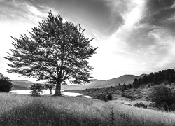 Szary + Sepia