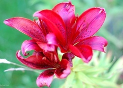 Oryginalny obrazek