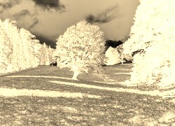 Sepia + Negatyw