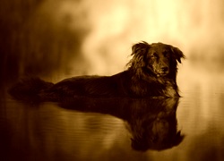 Sepia