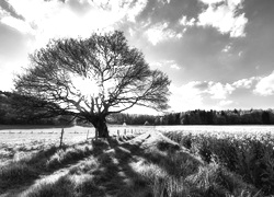 Szary + Sepia