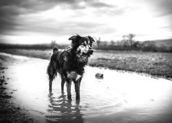 Szary + Sepia