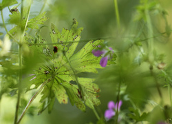 Oryginalny obrazek