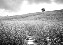 Szary + Sepia