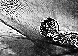 Skamielina