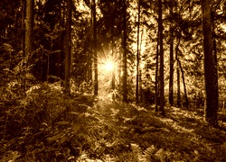 Sepia