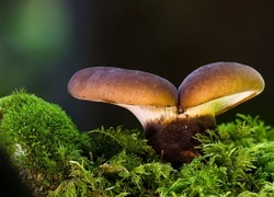 Oryginalny obrazek