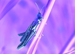 Negatyw