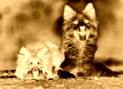 Sepia + Negatyw