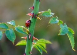 Oryginalny obrazek