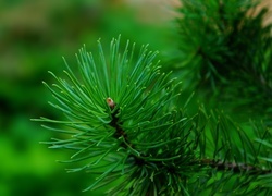 Oryginalny obrazek