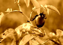 Sepia