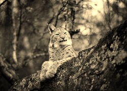 Szary + Sepia