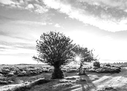 Szary + Sepia