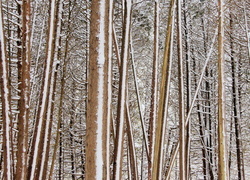 Oryginalny obrazek