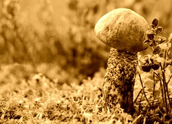 Sepia