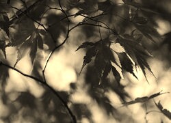 Szary + Sepia