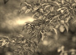 Szary + Sepia
