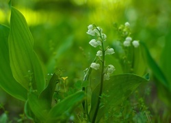 Oryginalny obrazek