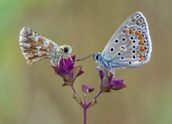Oryginalny obrazek