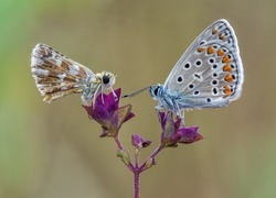 Oryginalny obrazek