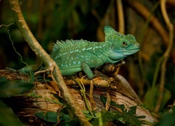 Oryginalny obrazek