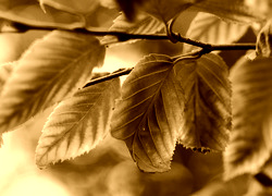 Sepia