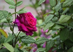 Oryginalny obrazek