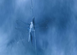 Negatyw