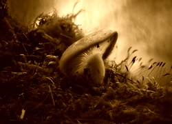 Sepia