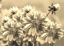 Szary + Sepia
